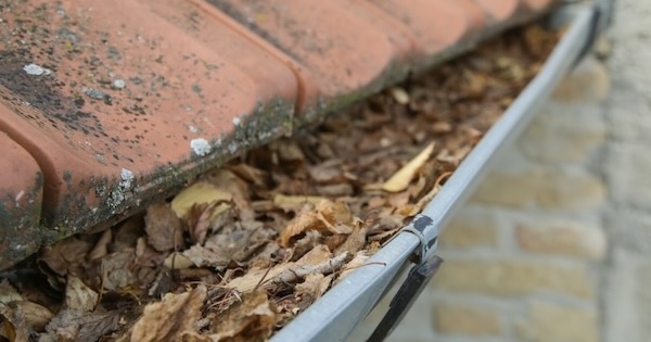 dry leaves blocking gutter